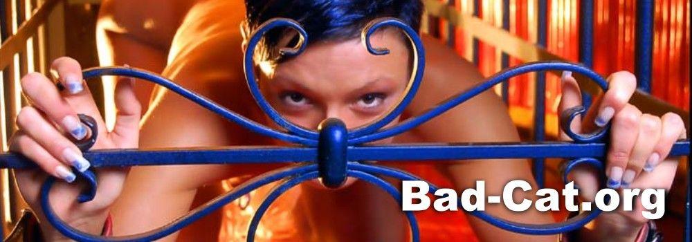 bad-cat-org